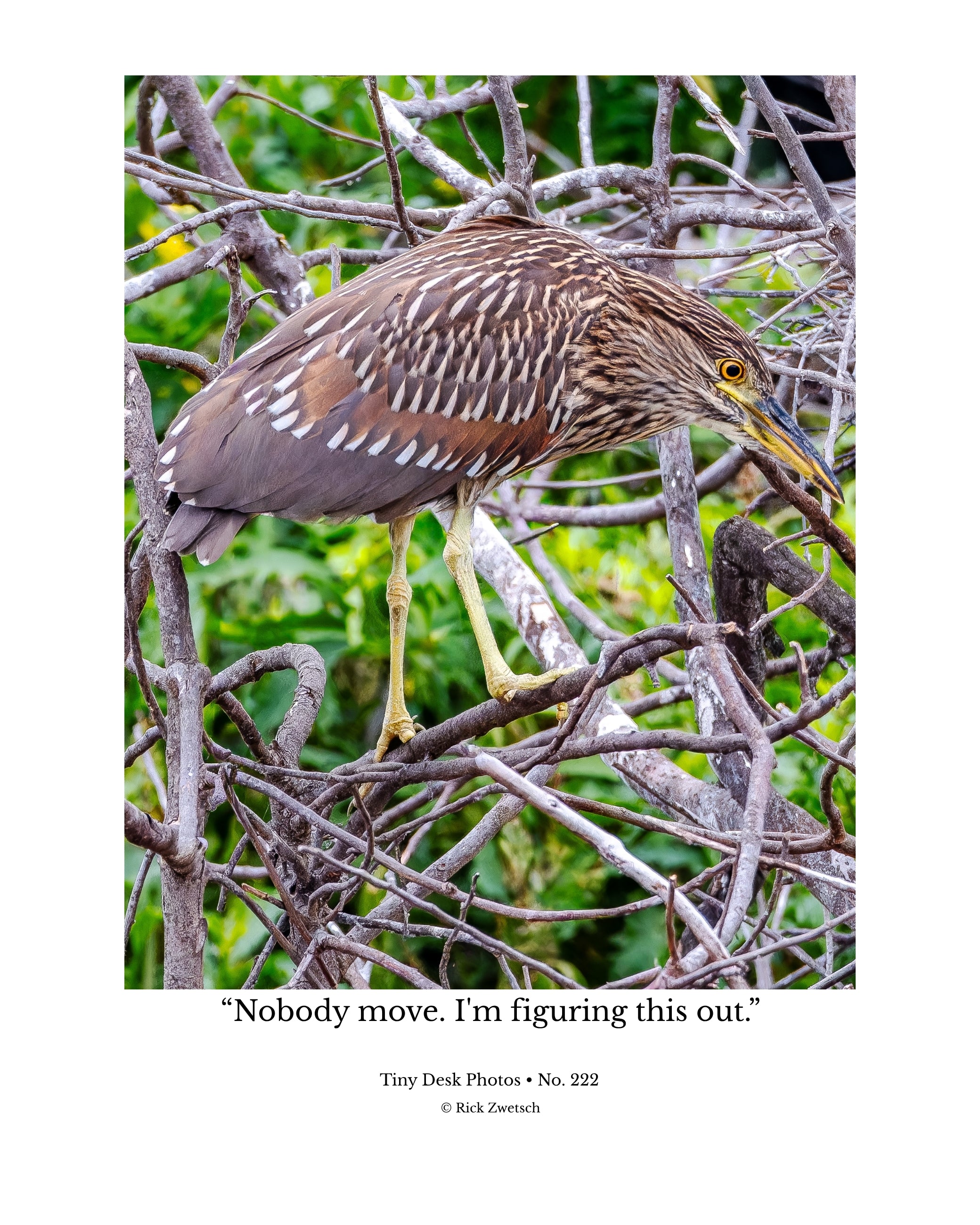 Juvenile Yellow-crowned Night Heron Wildlife Photography Print | Tiny Desk Photos No. 222