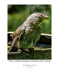 Juvenile Brown-headed Cowbird Wildlife Photography Print | Tiny Desk Photos No. 223
