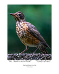 Juvenile American Robin Wildlife Photography Print | Tiny Desk Photos No. 224