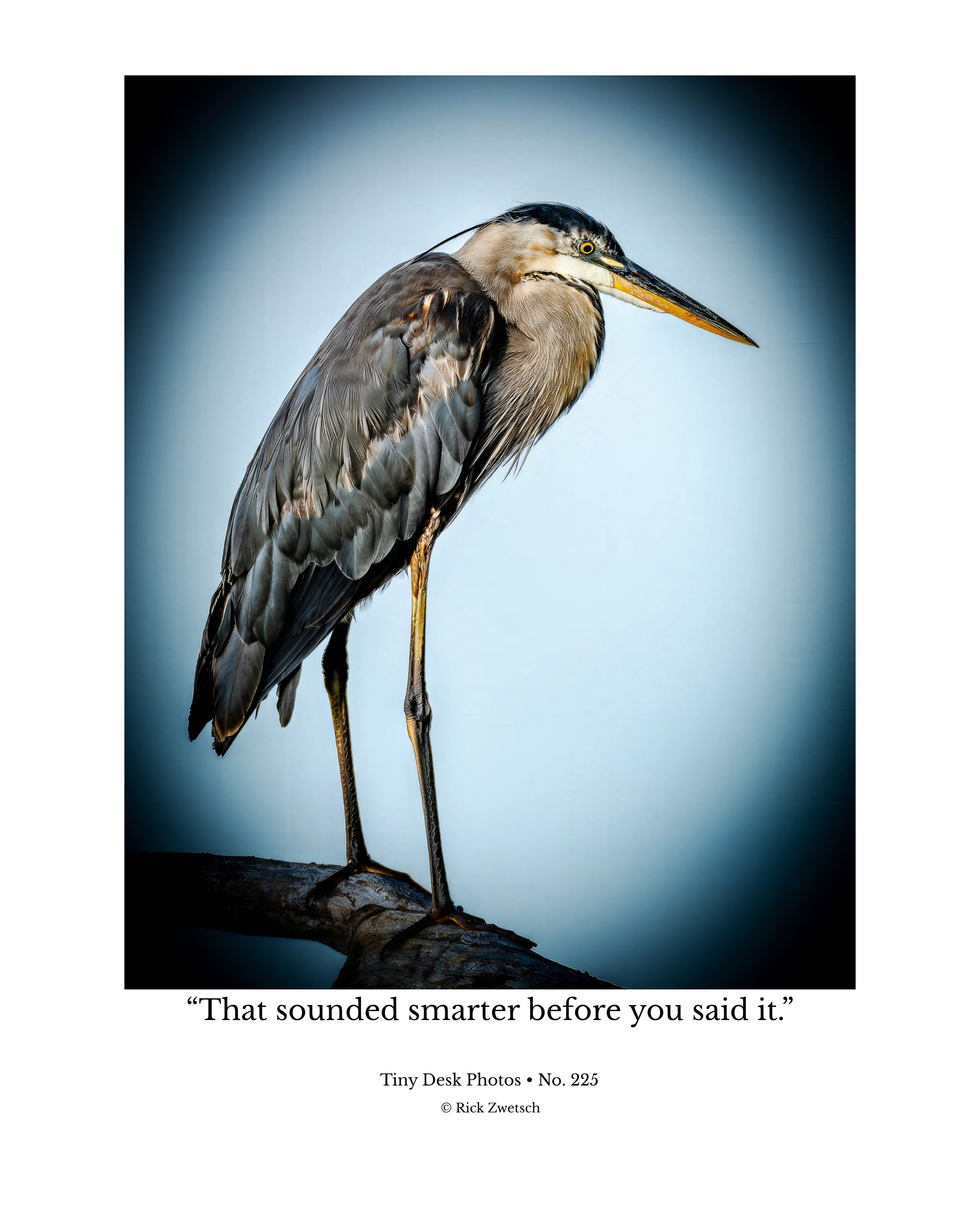 Great Blue Heron Wildlife Photography Print | Tiny Desk Photos No. 225