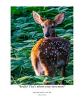 White-tailed Deer Fawn Wildlife Photography Print | Tiny Desk Photos No. 227