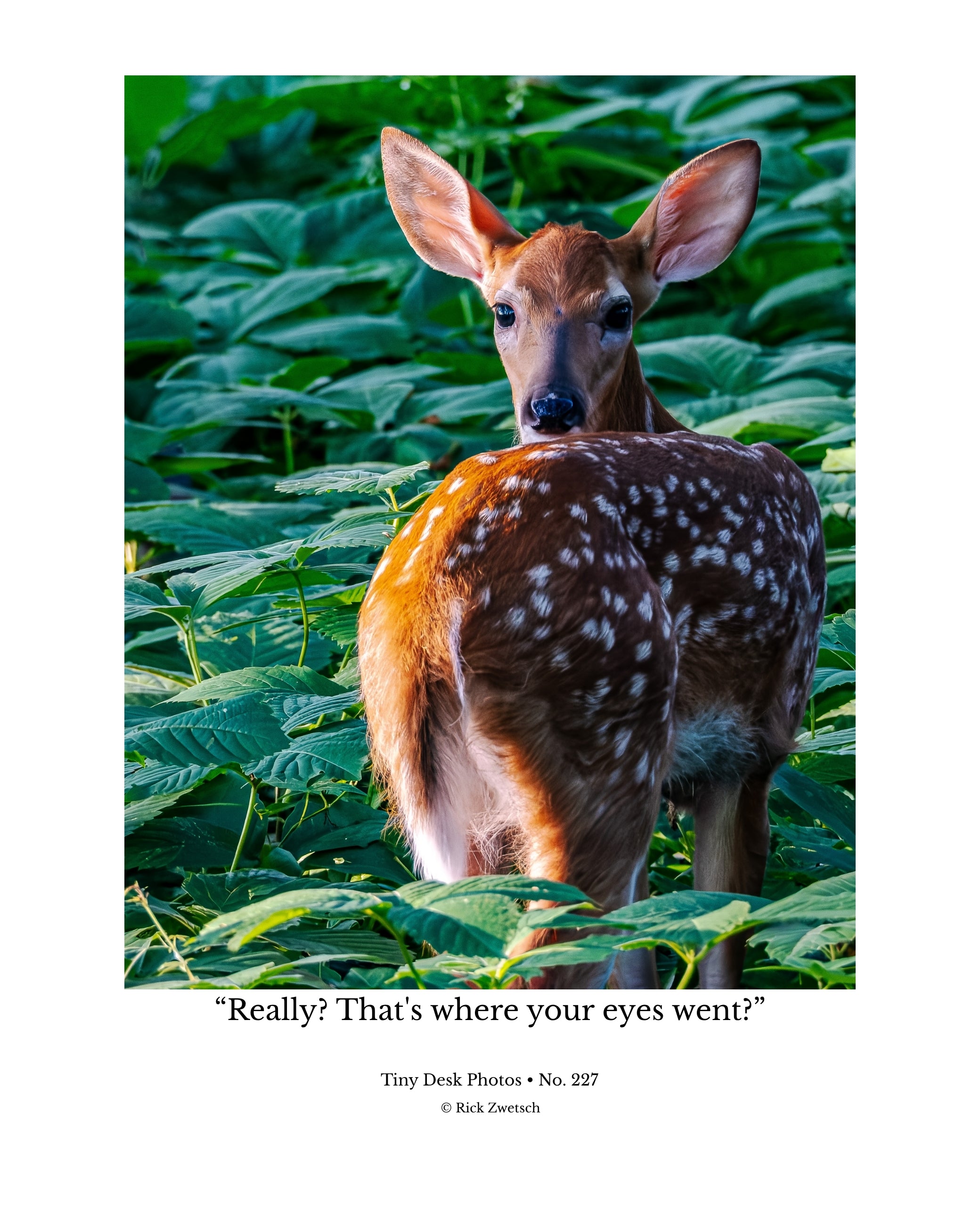 White-tailed Deer Fawn Wildlife Photography Print | Tiny Desk Photos No. 227