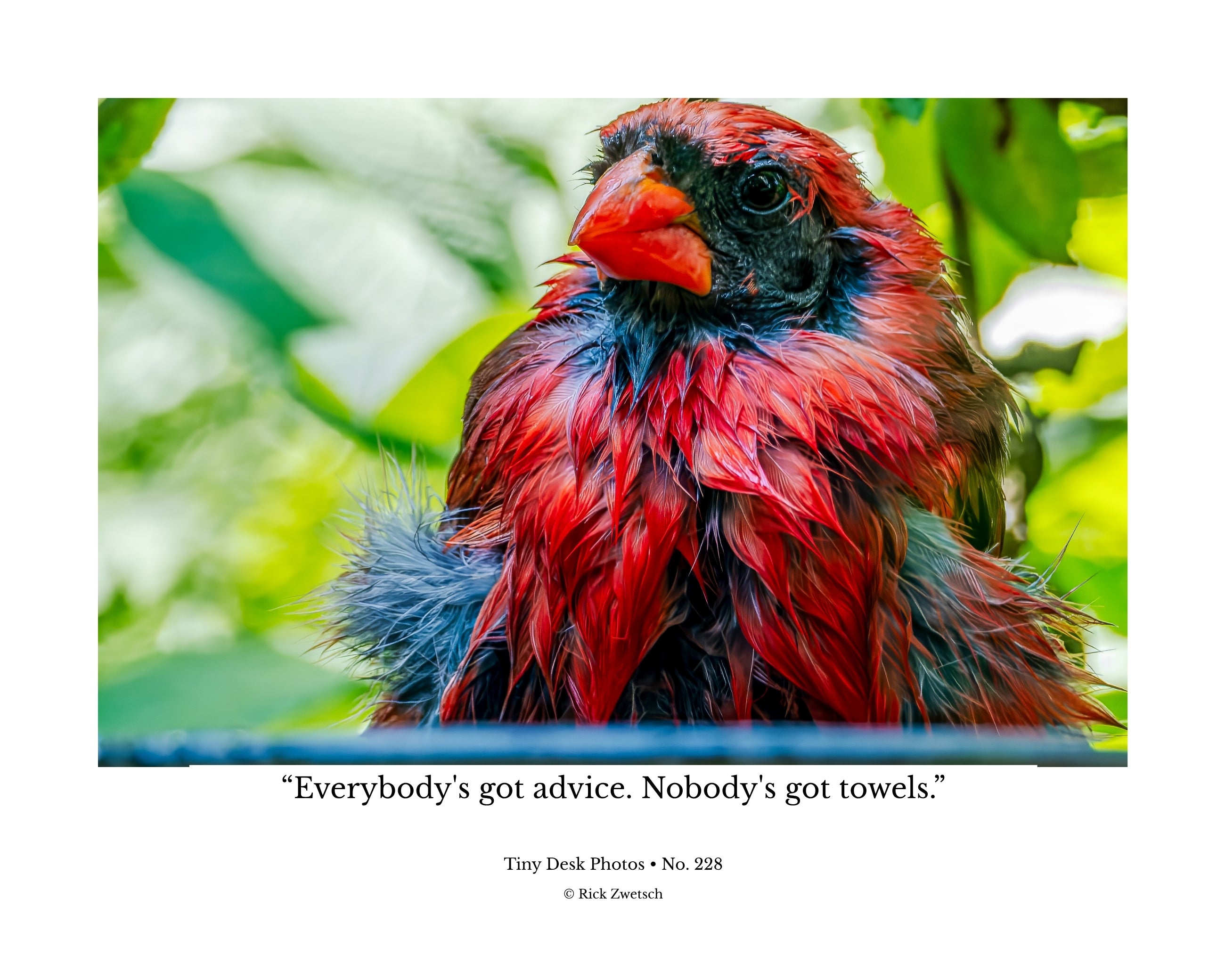 Northern Cardinal Wildlife Photography Print | Tiny Desk Photos No. 228