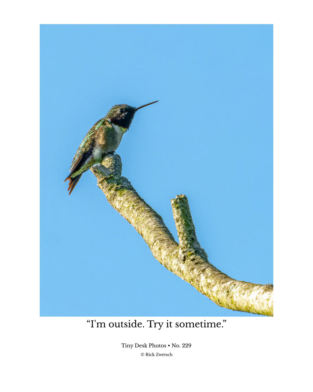 Ruby-throated Hummingbird Wildlife Photography Print | Tiny Desk Photos No. 229