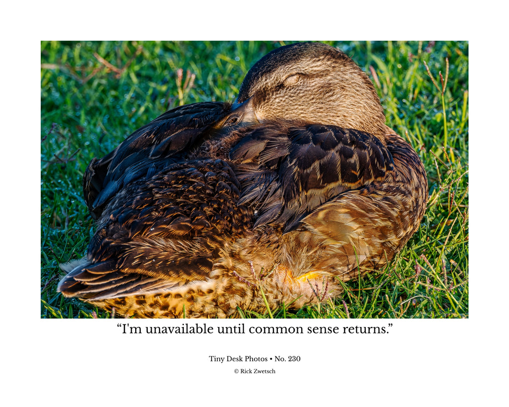 Mallard Duck Wildlife Photography Print | Tiny Desk Photos No. 230