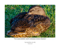 Mallard Duck Wildlife Photography Print | Tiny Desk Photos No. 230