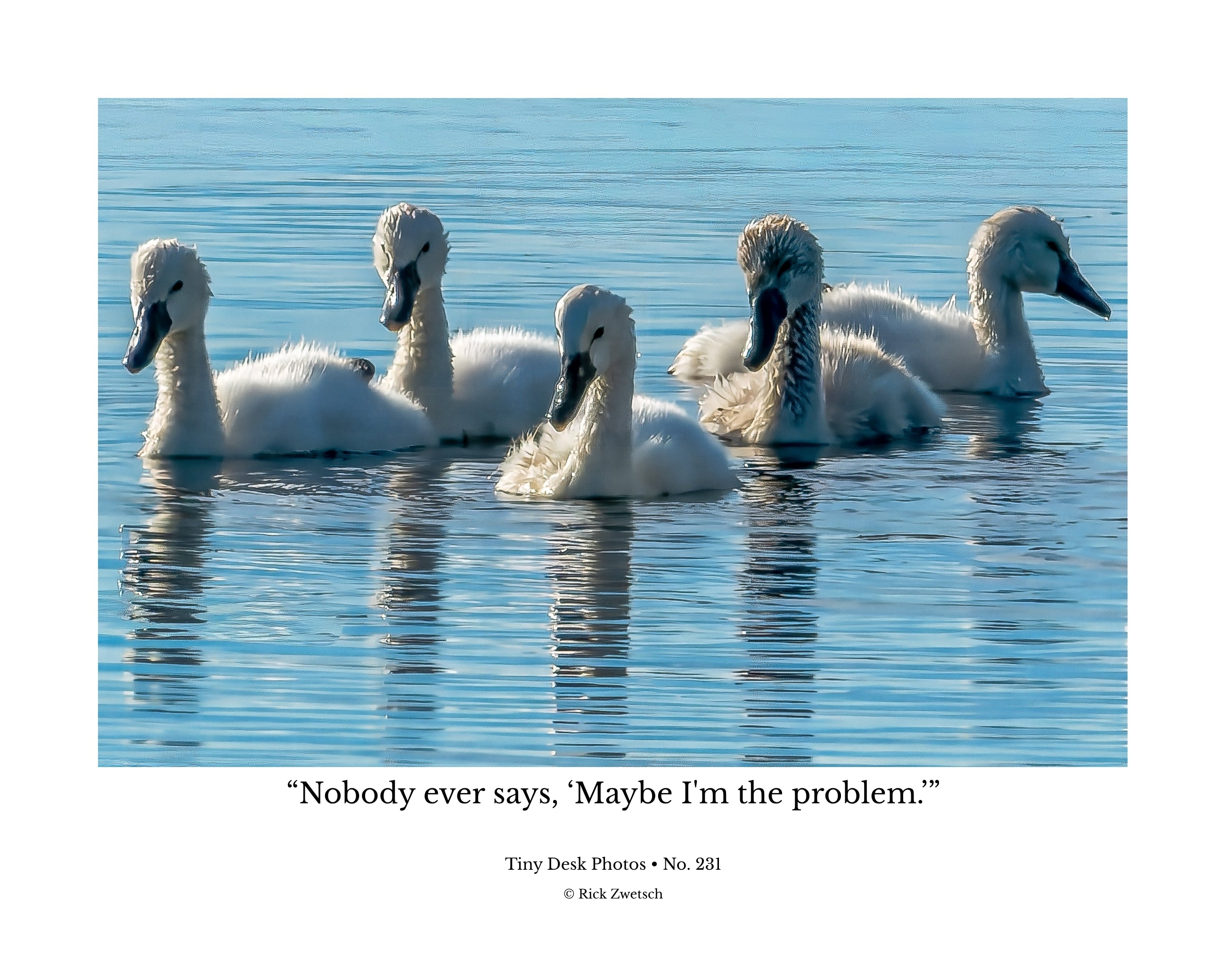Mute Swan Cygnets Wildlife Photography Print | Tiny Desk Photos No. 231