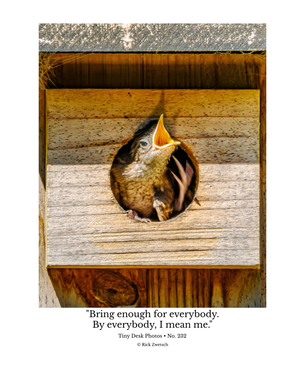 House Wren Nestling Wildlife Photography Print | Tiny Desk Photos No. 232