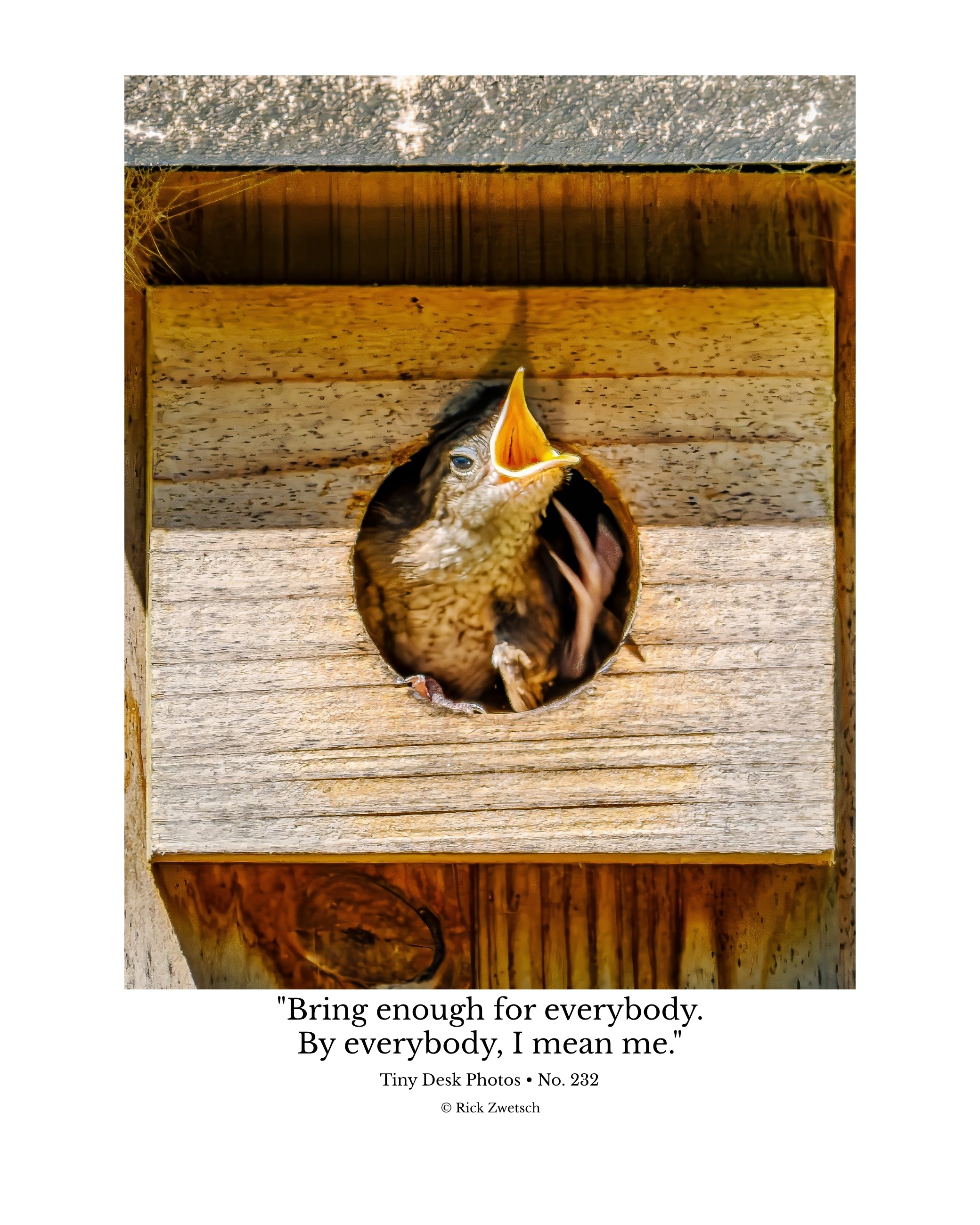 House Wren Nestling Wildlife Photography Print | Tiny Desk Photos No. 232