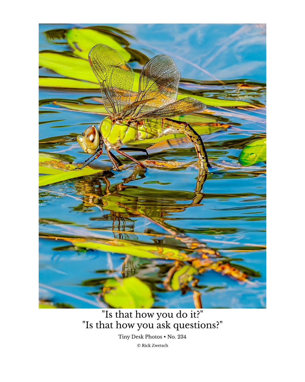 Common Green Darner Dragonfly Wildlife Photography Print | Tiny Desk Photos No. 234
