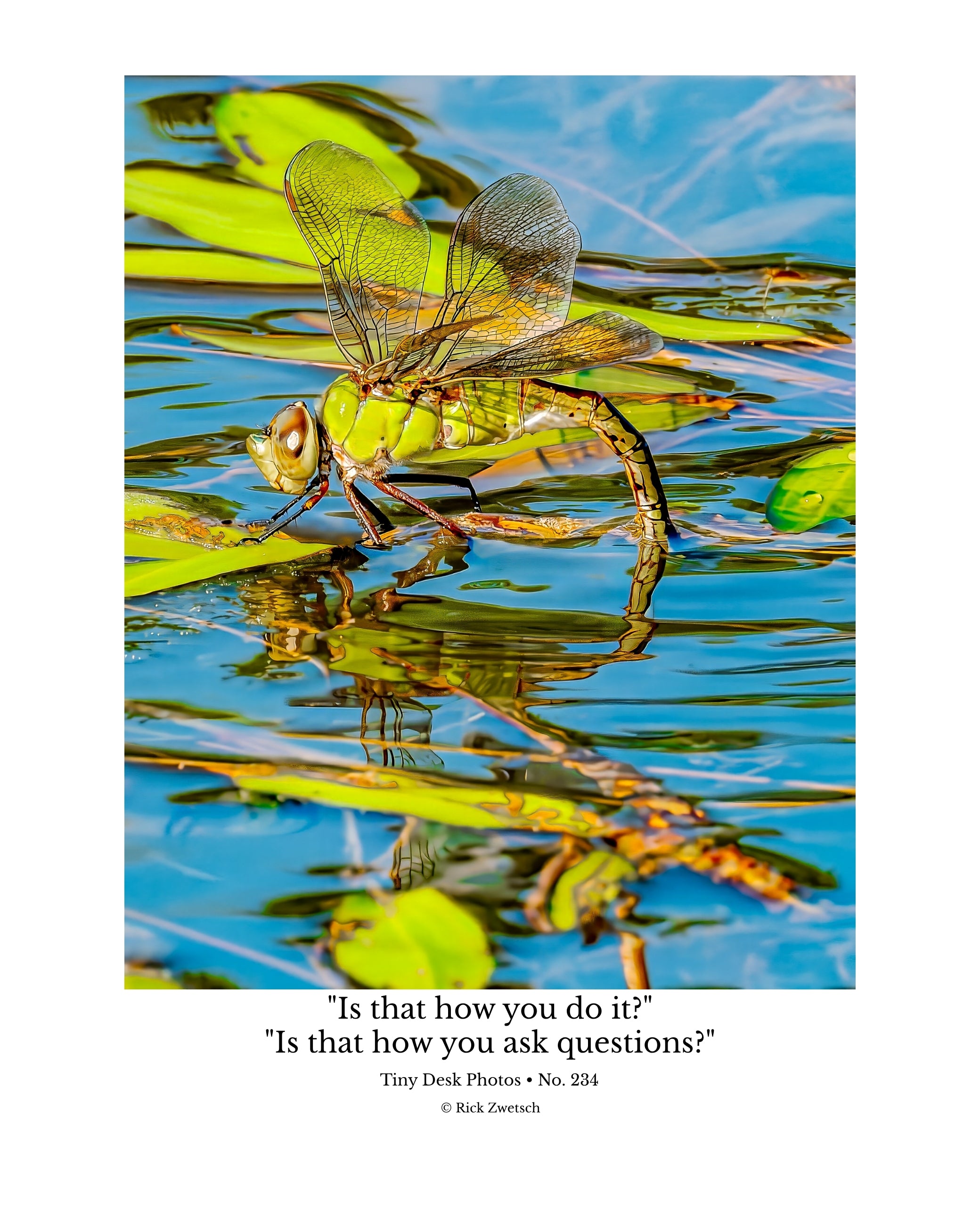 Common Green Darner Dragonfly Wildlife Photography Print | Tiny Desk Photos No. 234