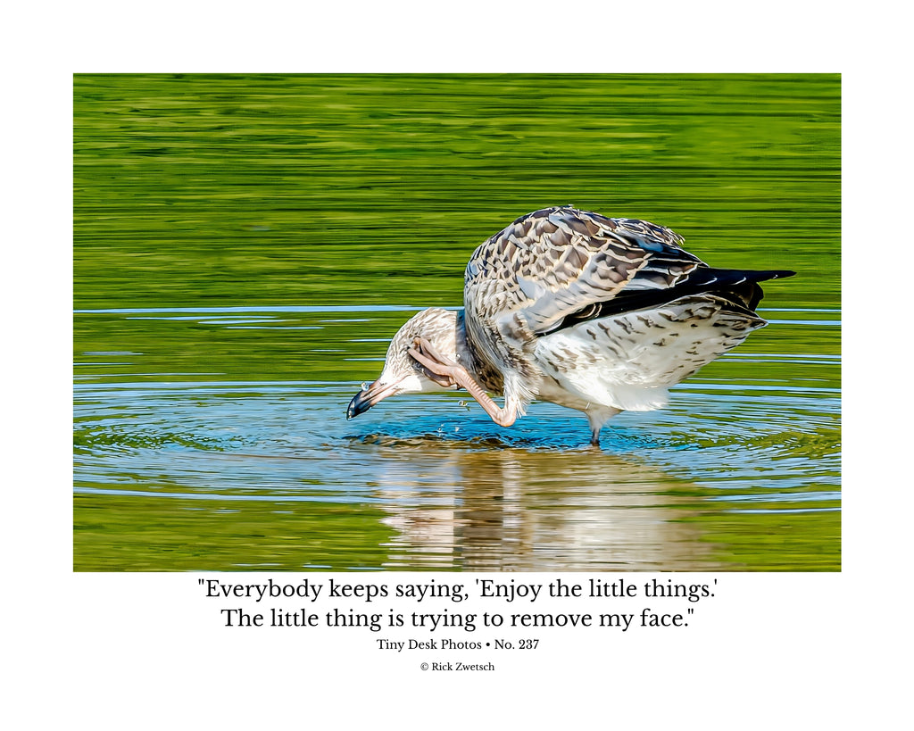 Juvenile Ring-billed Gull Wildlife Photography Print | Tiny Desk Photos No. 237