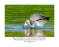 Juvenile Ring-billed Gull Wildlife Photography Print | Tiny Desk Photos No. 237