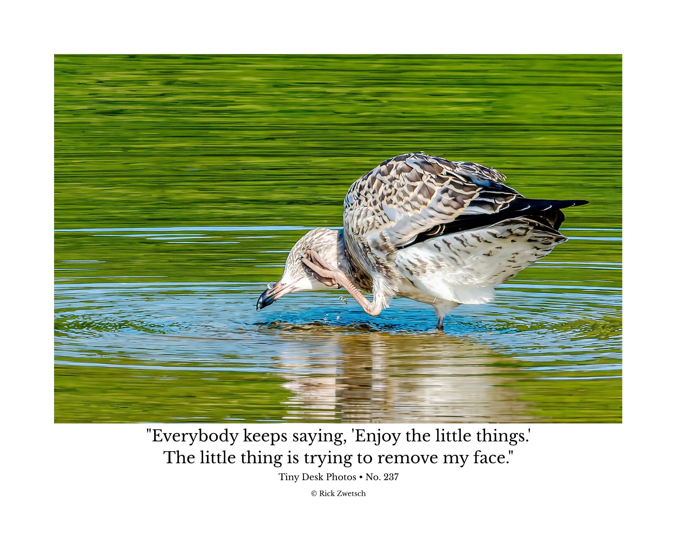 Juvenile Ring-billed Gull Wildlife Photography Print | Tiny Desk Photos No. 237