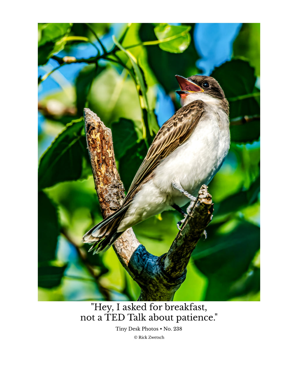 Eastern Kingbird Wildlife Photography Print | Tiny Desk Photos No. 238