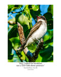 Eastern Kingbird Wildlife Photography Print | Tiny Desk Photos No. 238