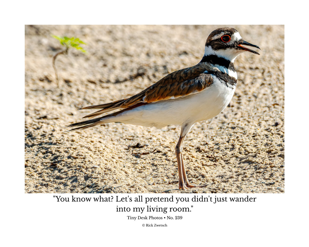 Killdeer Wildlife Photography Print | Tiny Desk Photos No. 239