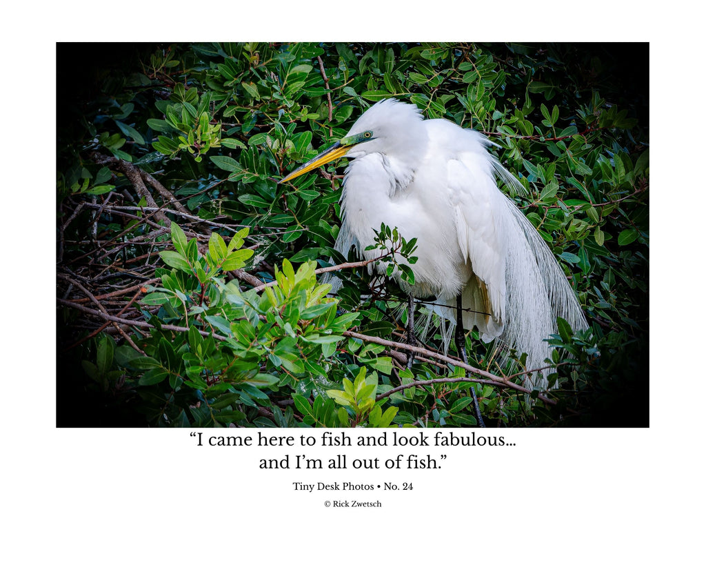 Great Egret Wildlife Photography Print | Tiny Desk Photos No. 24
