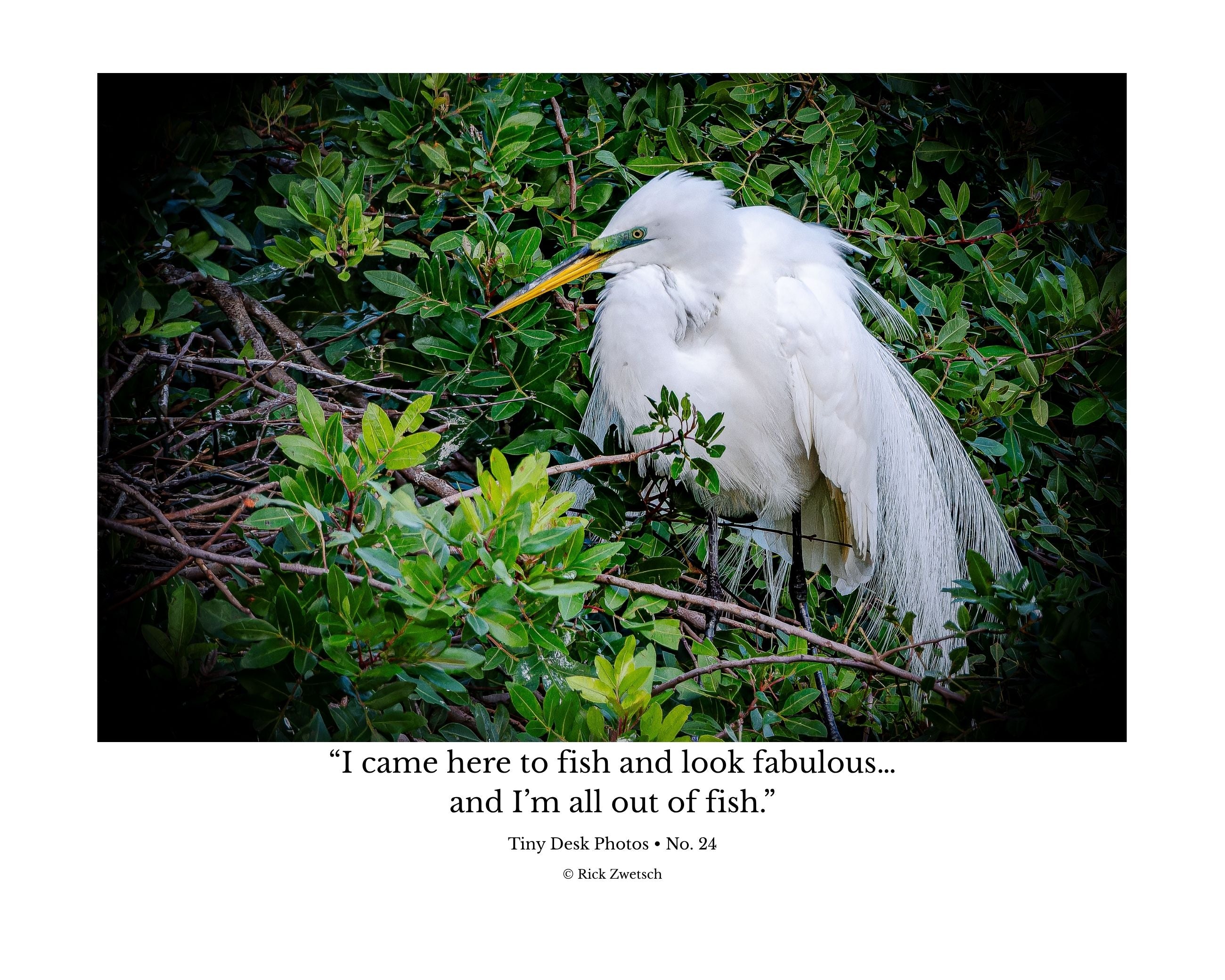 Great Egret Wildlife Photography Print | Tiny Desk Photos No. 24