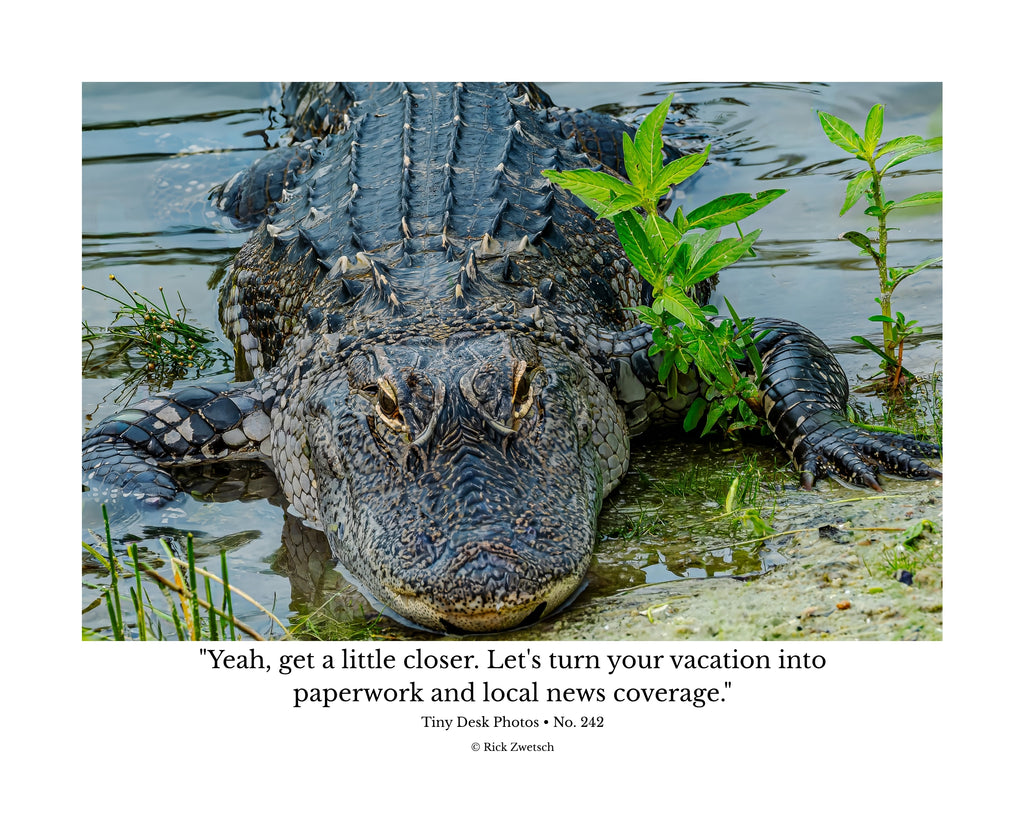 American Alligator Wildlife Photography Print | Tiny Desk Photos No. 242