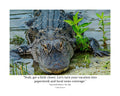 American Alligator Wildlife Photography Print | Tiny Desk Photos No. 242
