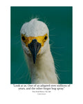 Snowy Egret Wildlife Photography Print | Tiny Desk Photos No. 243  Description
