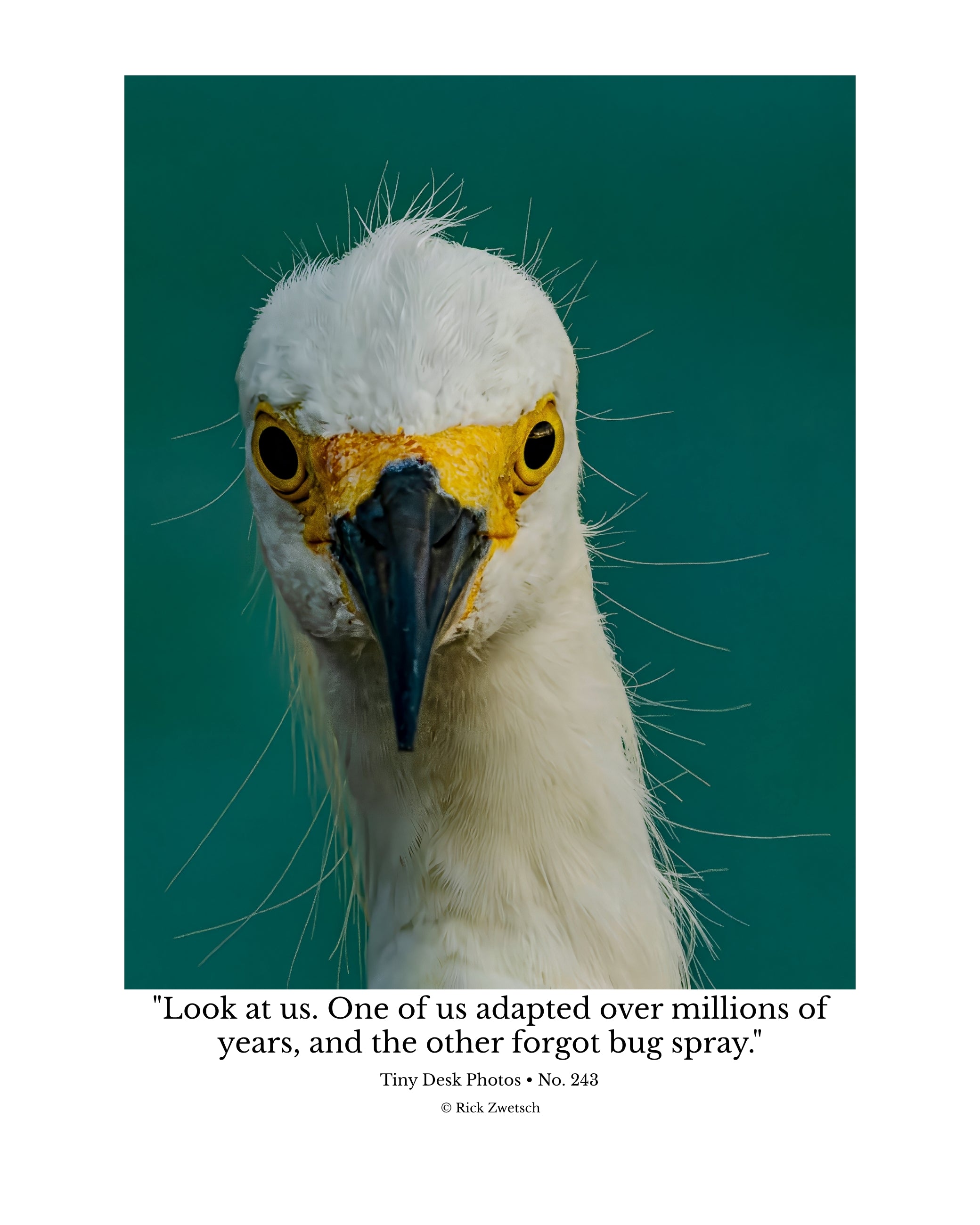 Snowy Egret Wildlife Photography Print | Tiny Desk Photos No. 243  Description