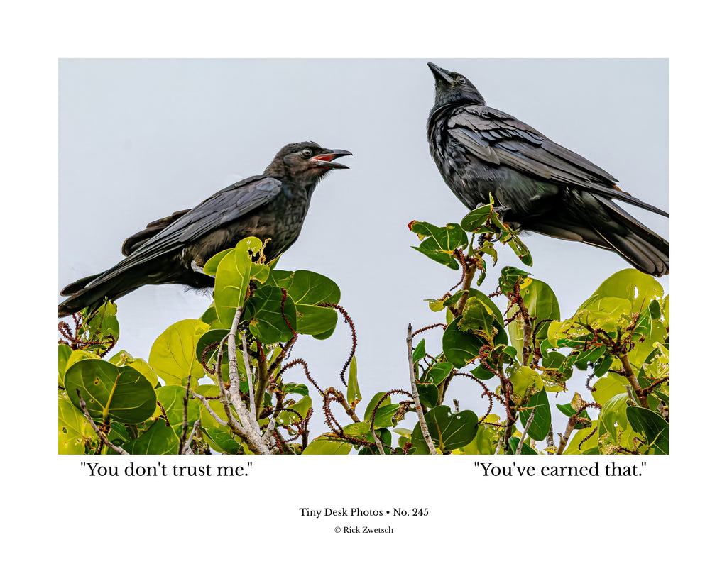 Crow Wildlife Photography Print | Tiny Desk Photos No. 245