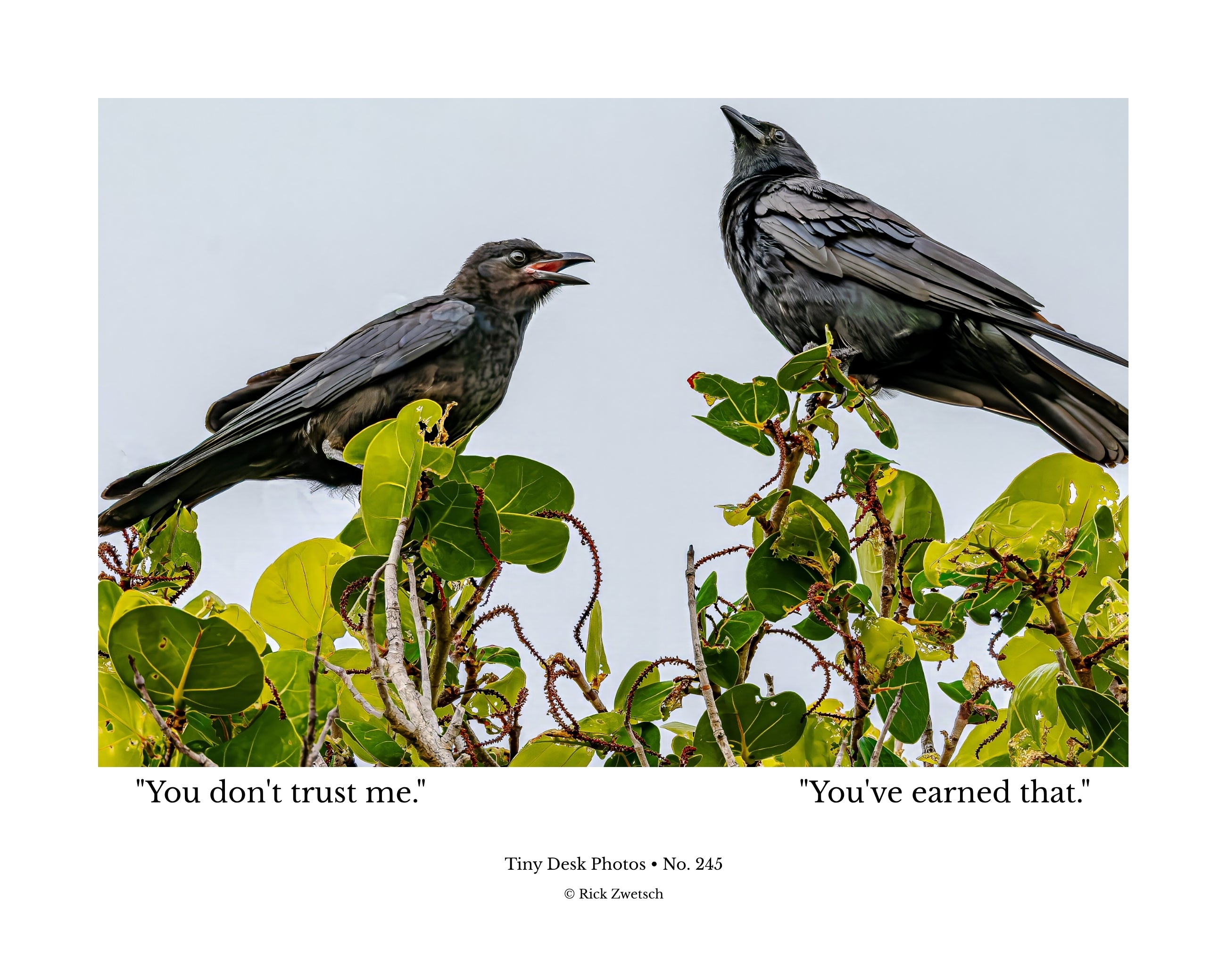 Crow Wildlife Photography Print | Tiny Desk Photos No. 245