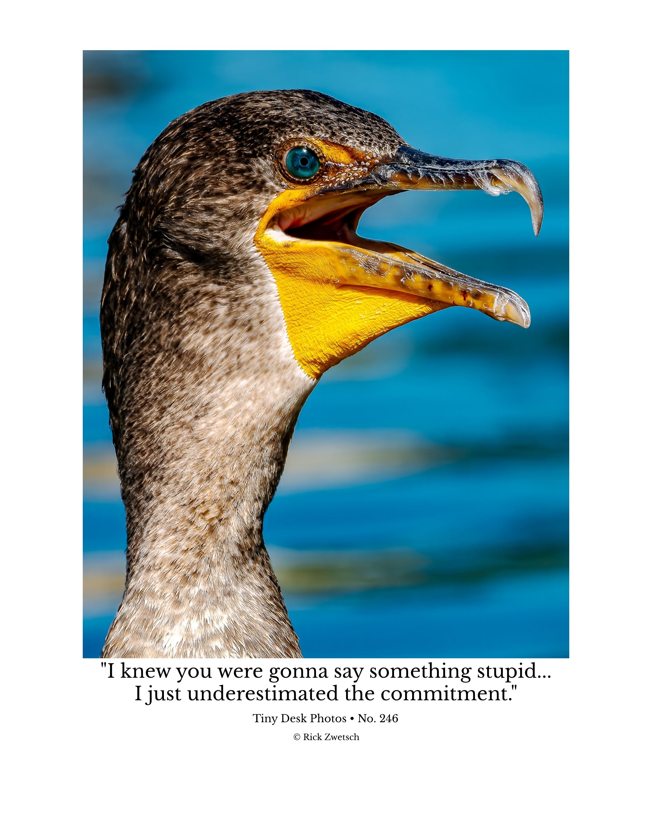 Double-crested Cormorant Wildlife Photography Print | Tiny Desk Photos No. 246