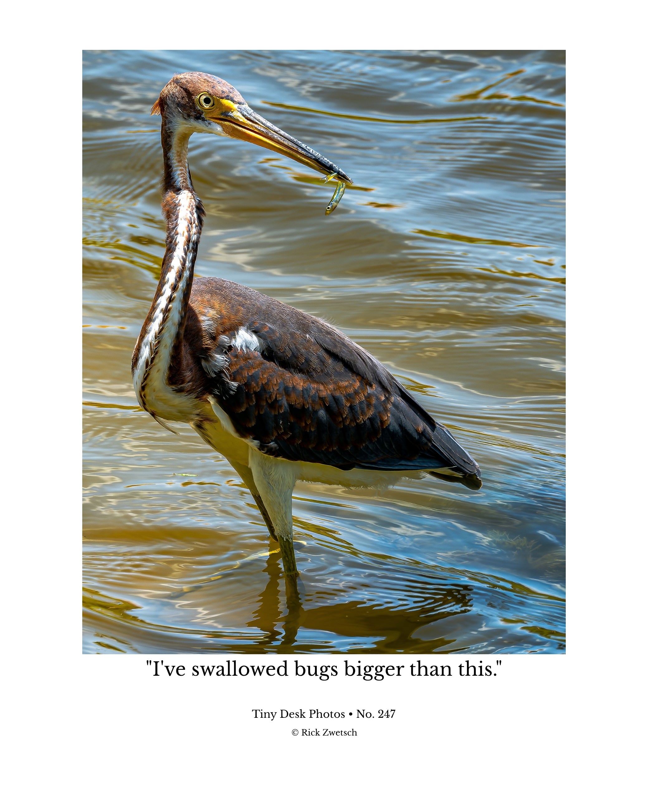 Tricolored Heron Wildlife Photography Print | Tiny Desk Photos No. 247