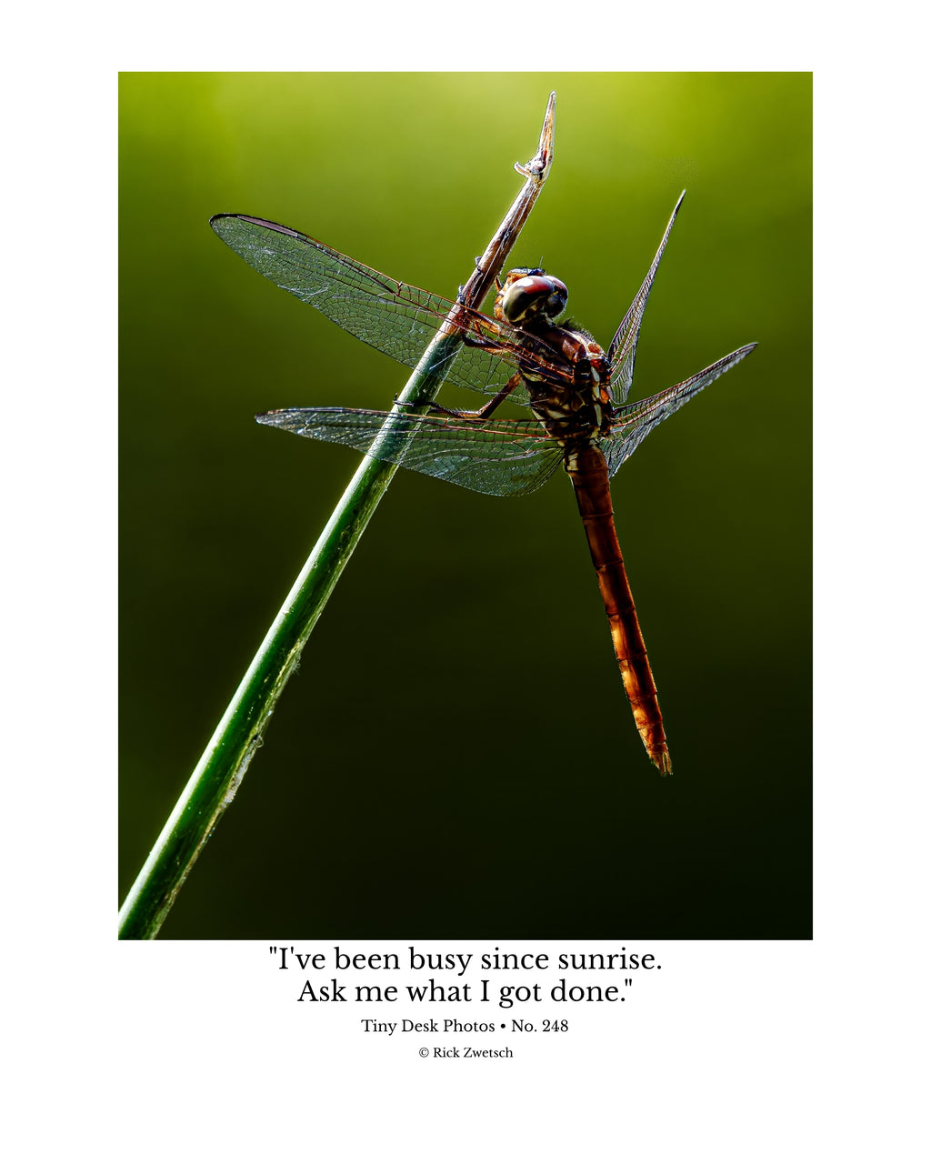 Autumn Meadowhawk Dragonfly Wildlife Photography Print | Tiny Desk Photos No. 248