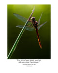 Autumn Meadowhawk Dragonfly Wildlife Photography Print | Tiny Desk Photos No. 248