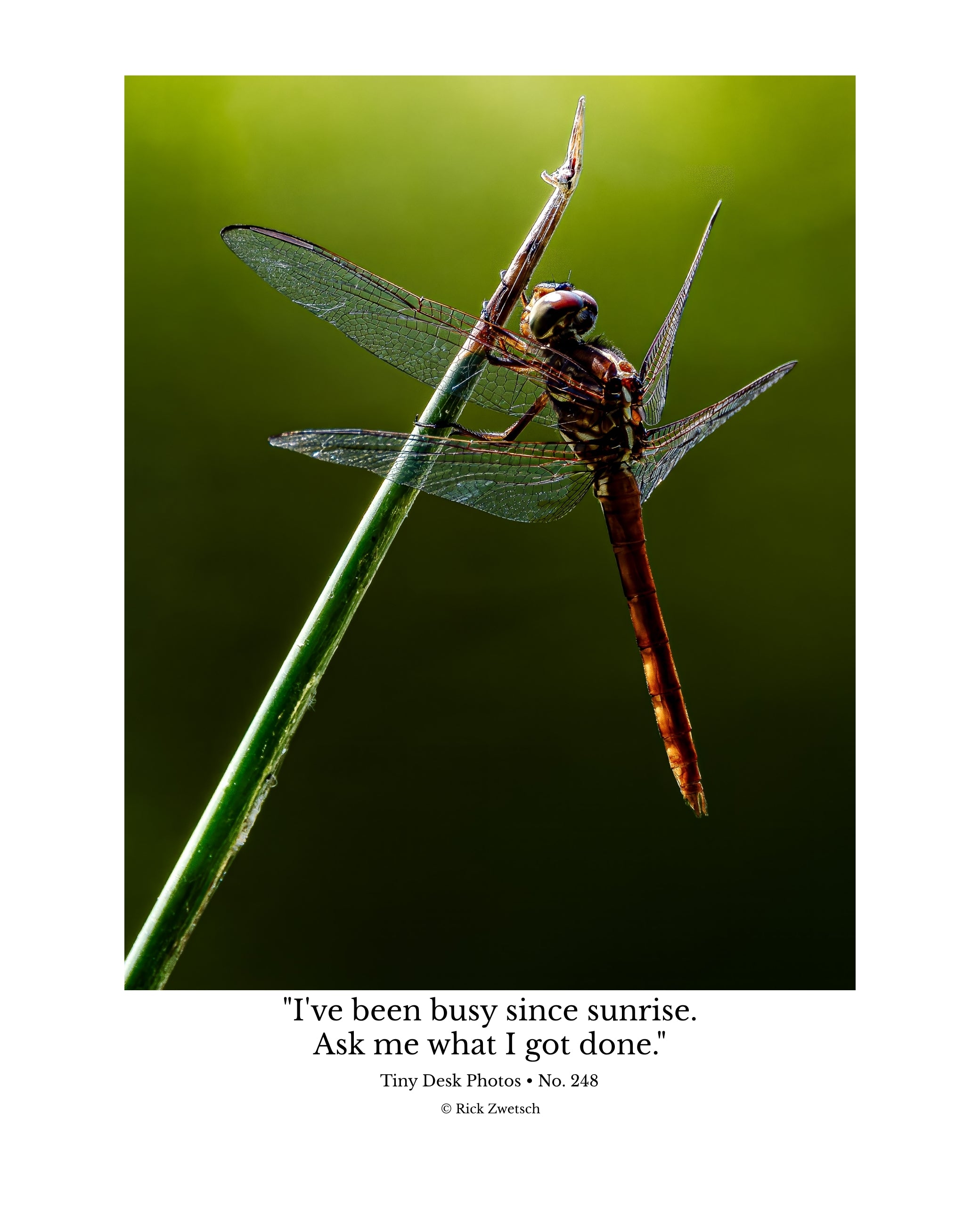 Autumn Meadowhawk Dragonfly Wildlife Photography Print | Tiny Desk Photos No. 248