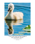 Mute Swan Cygnet Wildlife Photography Print | Tiny Desk Photos No. 249