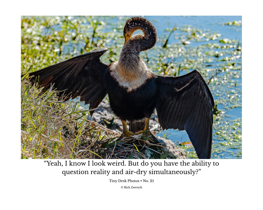 Double-crested Cormorant Wildlife Photography Print | Tiny Desk Photos No. 25