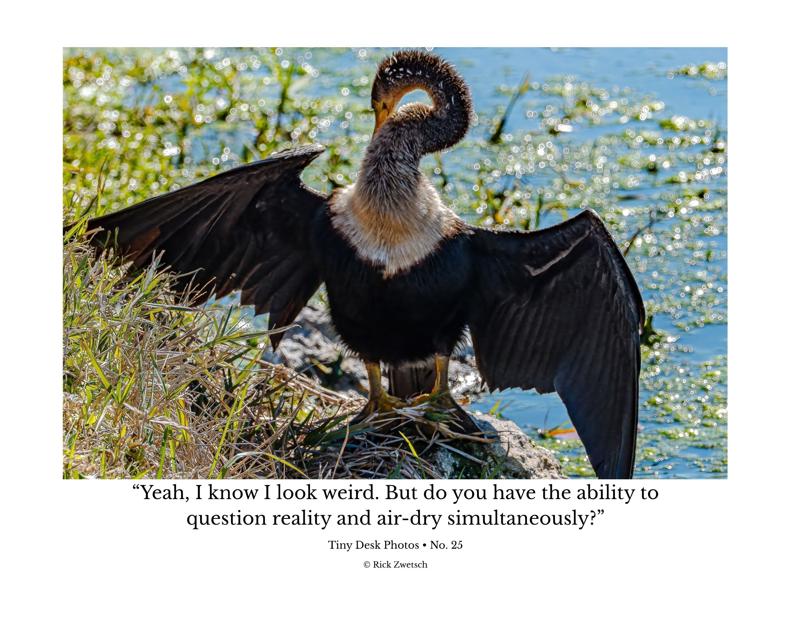 Double-crested Cormorant Wildlife Photography Print | Tiny Desk Photos No. 25