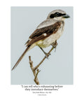 Loggerhead Shrike Wildlife Photography Print | Tiny Desk Photos No. 250