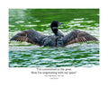 Common Loon Wildlife Photography Print | Tiny Desk Photos No. 253