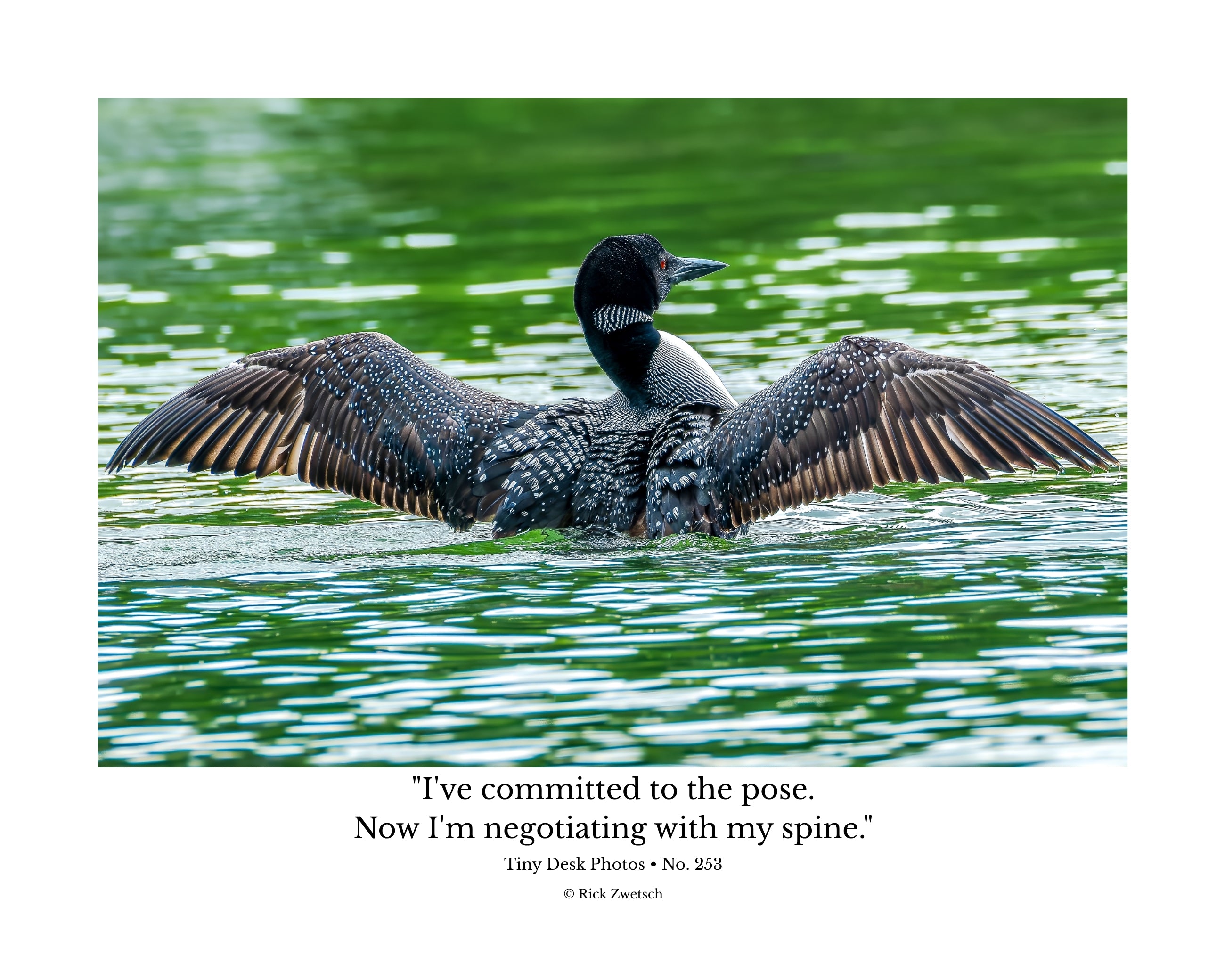 Common Loon Wildlife Photography Print | Tiny Desk Photos No. 253