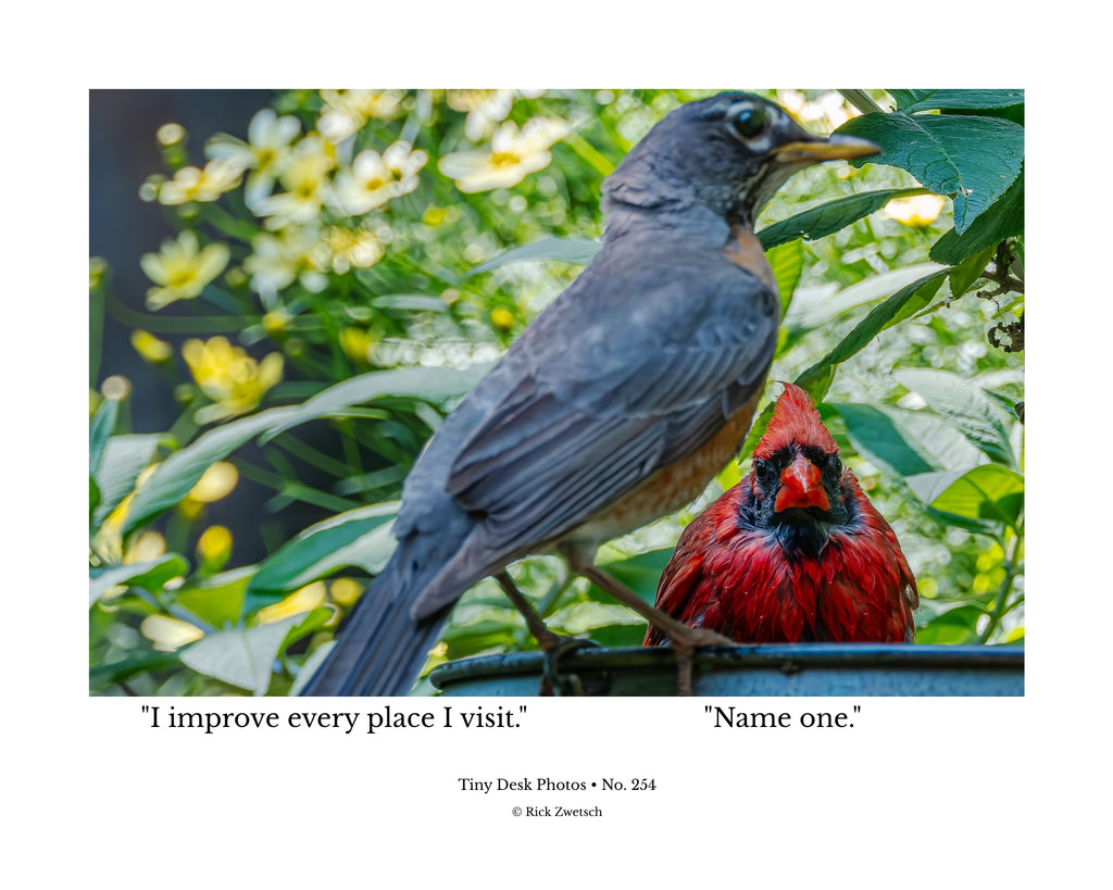 American Robin & Northern Cardinal Wildlife Photography Print | Tiny Desk Photos No. 254