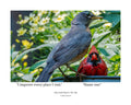American Robin & Northern Cardinal Wildlife Photography Print | Tiny Desk Photos No. 254