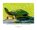 Painted Turtle Wildlife Photography Print | Tiny Desk Photos No. 255