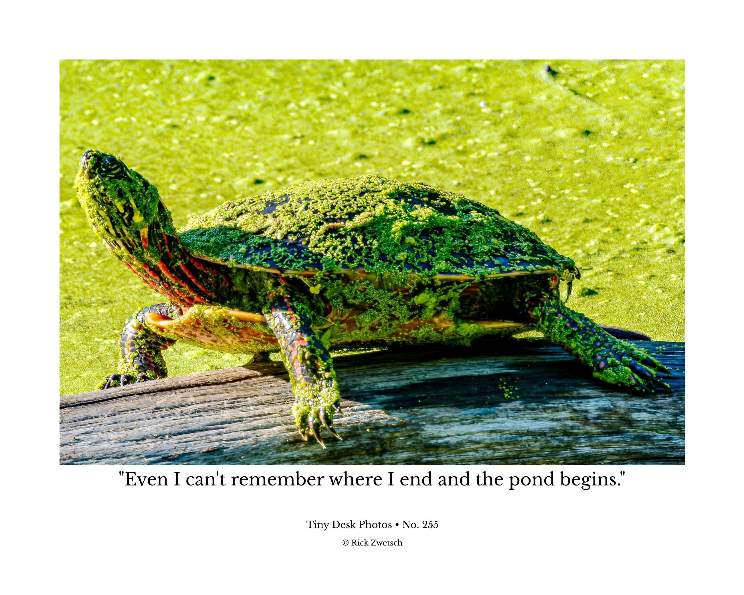 Painted Turtle Wildlife Photography Print | Tiny Desk Photos No. 255