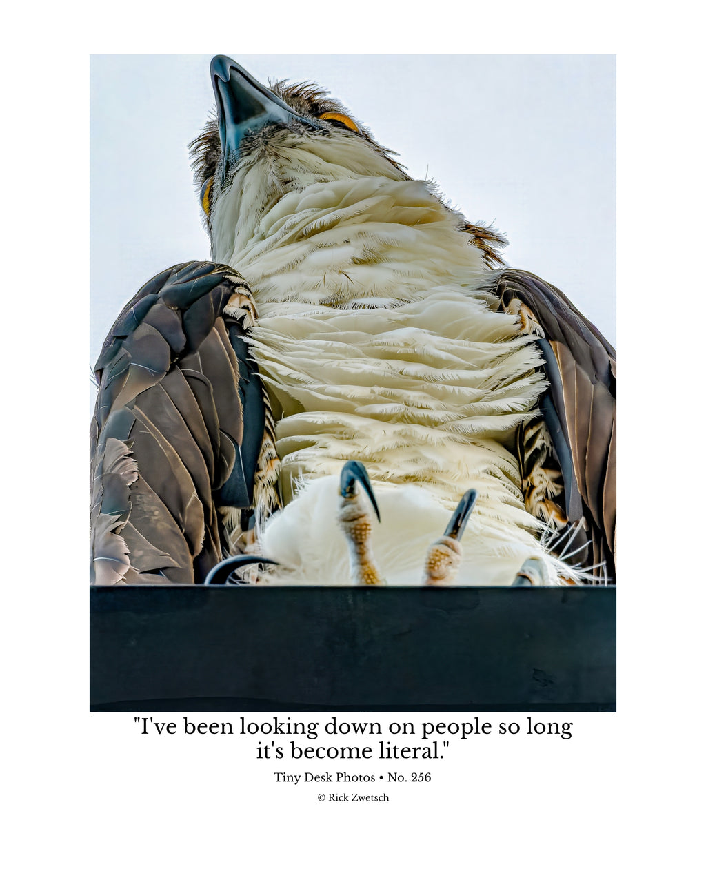 Osprey Wildlife Photography Print | Tiny Desk Photos No. 256