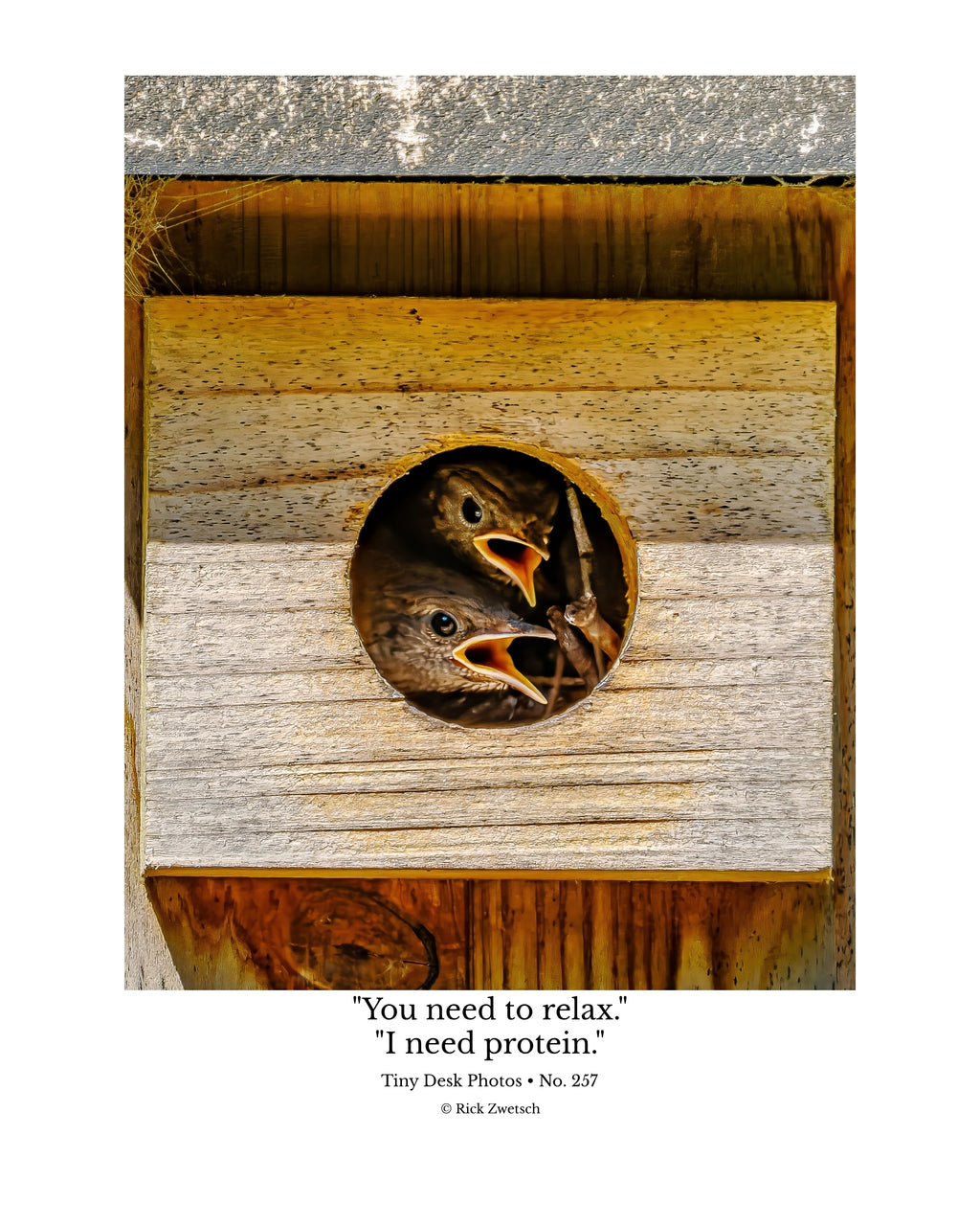 House Wren Nestlings Wildlife Photography Print | Tiny Desk Photos No. 257