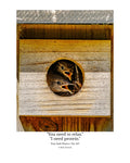 House Wren Nestlings Wildlife Photography Print | Tiny Desk Photos No. 257