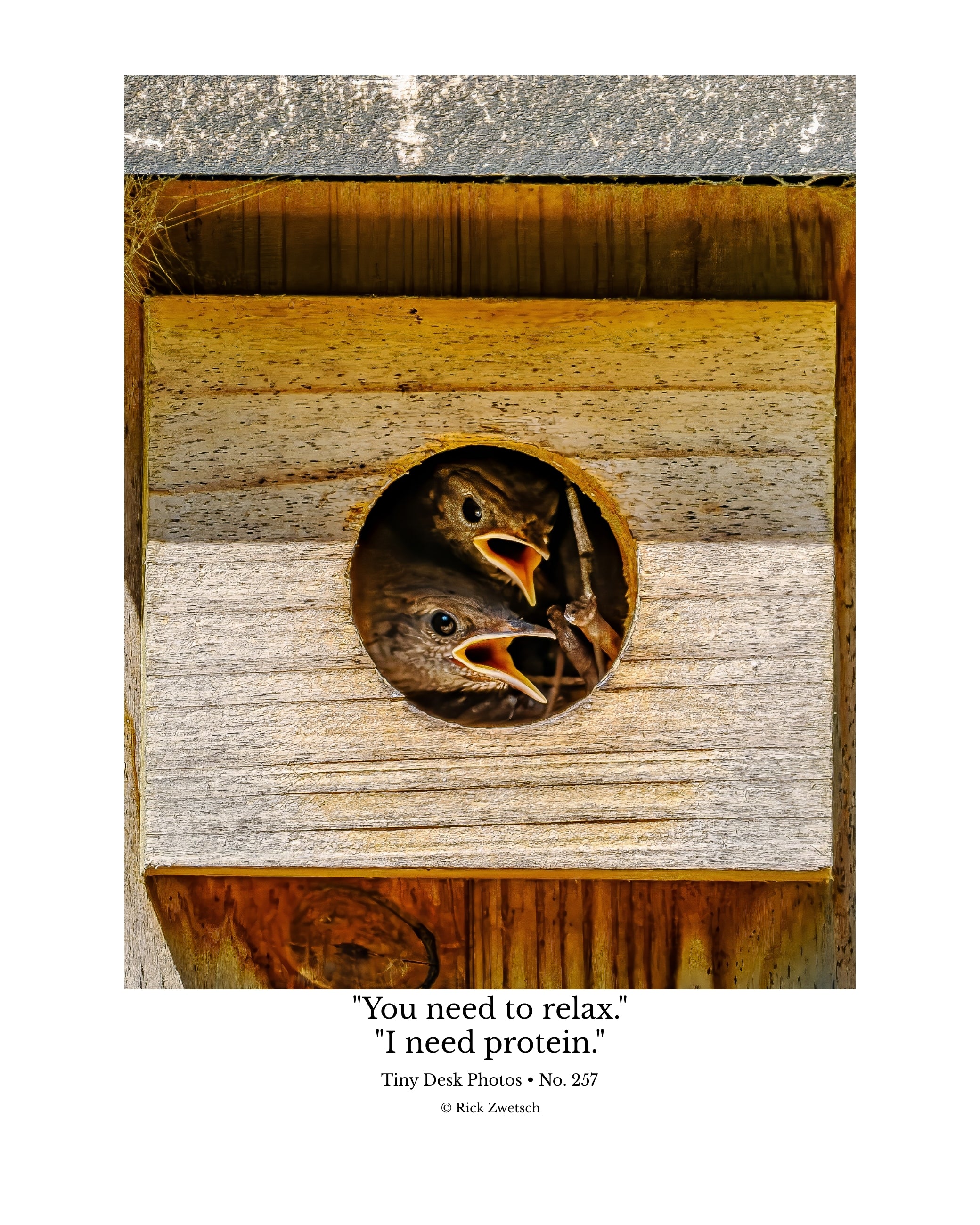 House Wren Nestlings Wildlife Photography Print | Tiny Desk Photos No. 257