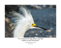 Snowy Egret Wildlife Photography Print | Tiny Desk Photos No. 258