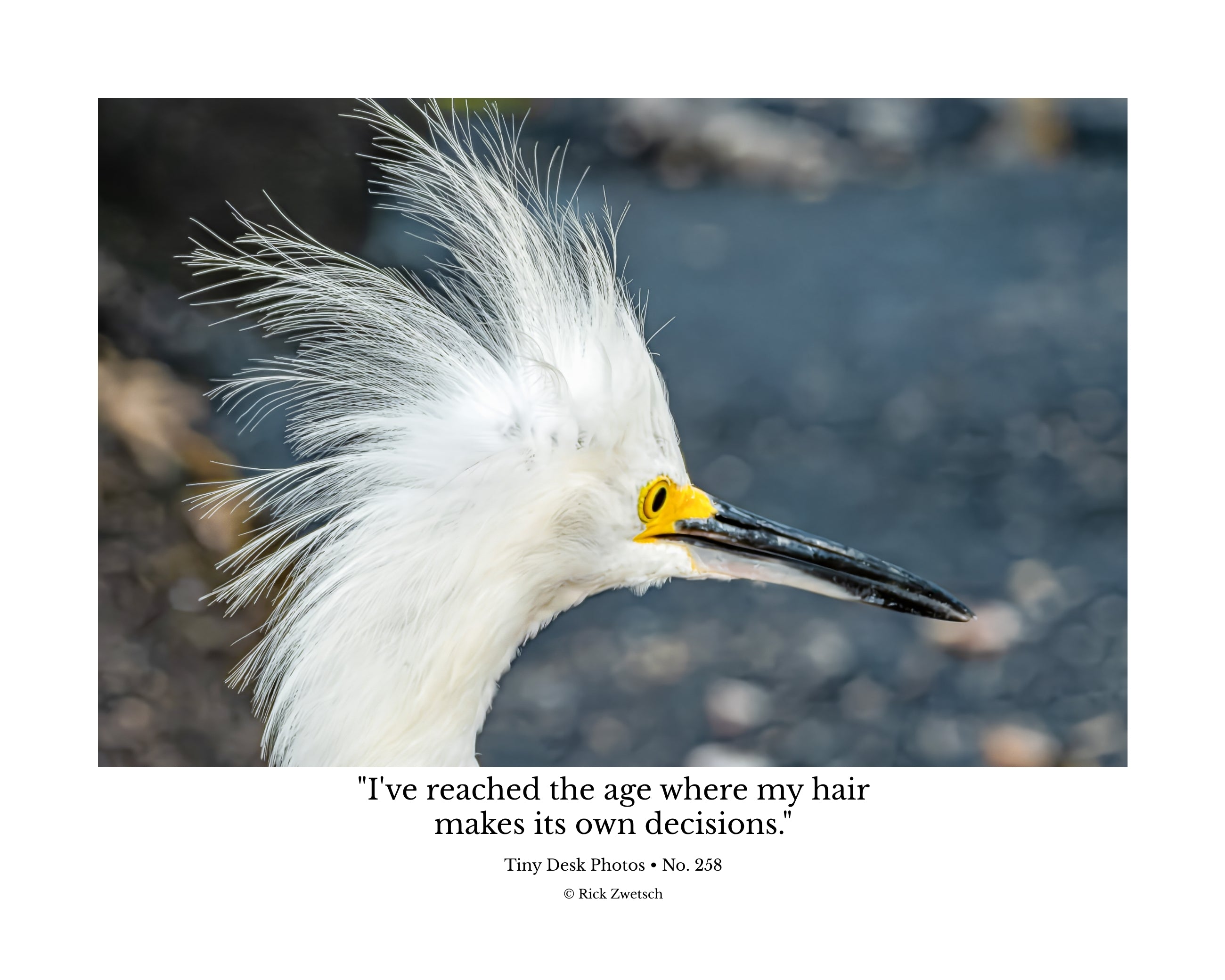 Snowy Egret Wildlife Photography Print | Tiny Desk Photos No. 258